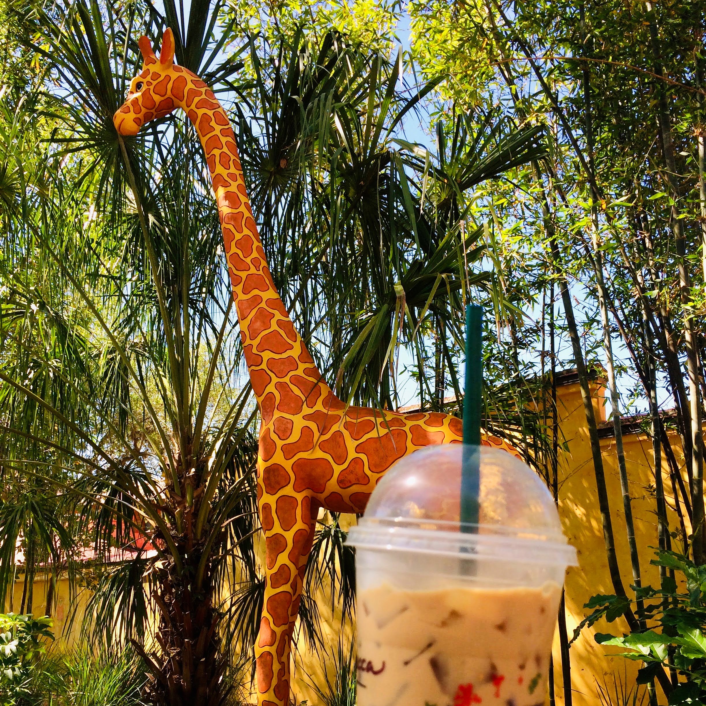 Iced Coffee from Creature Comforts at Animal Kingdom 
