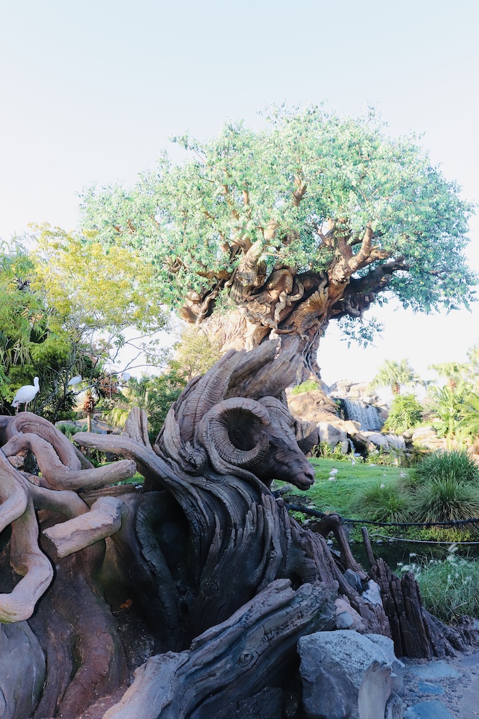 Tree of Life at Animal Kingdom