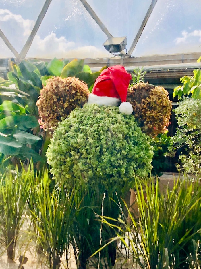 Santa Mickey Topiary in Living with the Land at Epcot.
